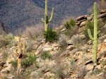 Arizona – Tucson – Sabino Canyon, cactus