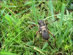Sur la route d’Orkhon Valley, insecte