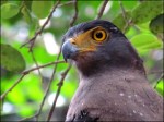 Parc National de Wilpattu – Oiseau, Aigle Serpentaire bacha